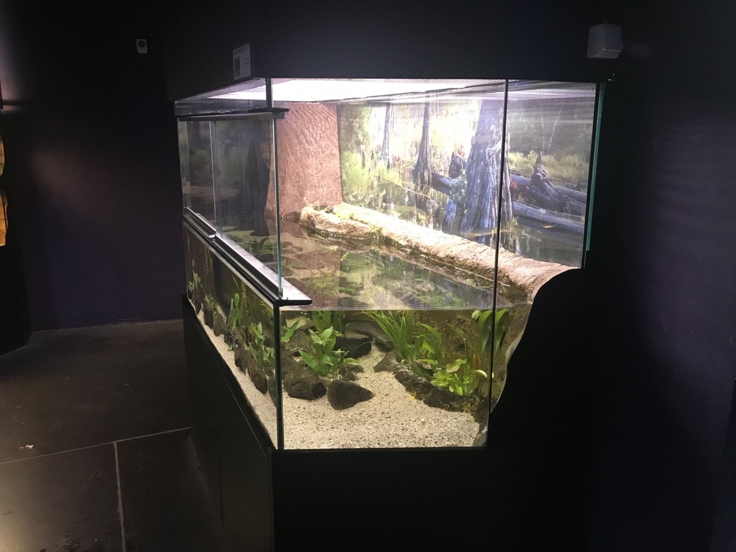 Magic Mountain - Greater siren exhibit 171018