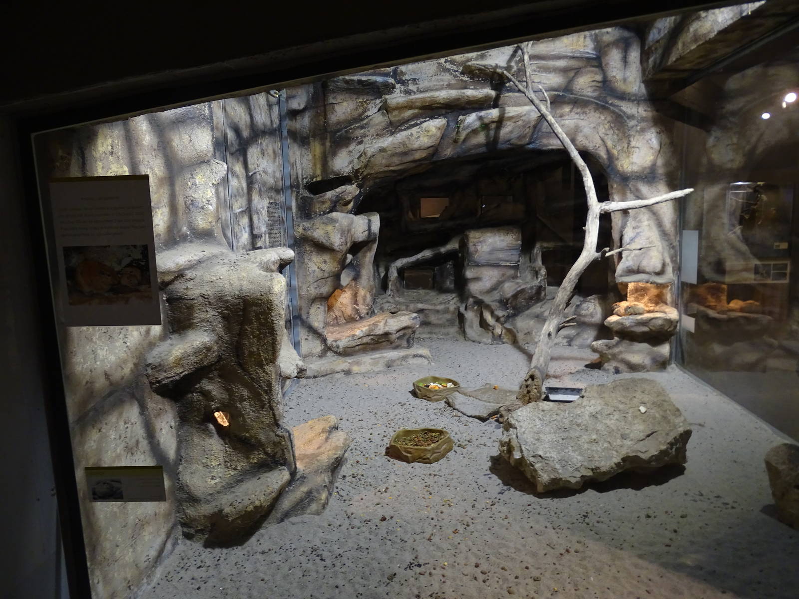 Magic Mountain - Gundis