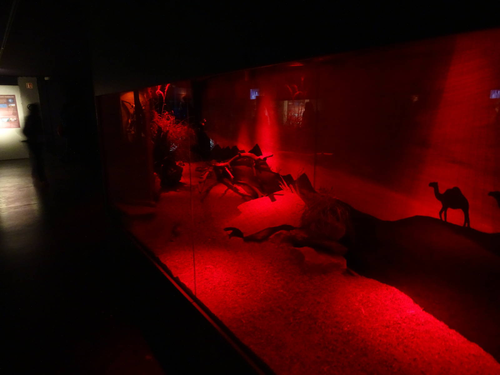 Magic Mountain -Jerboa enclosure