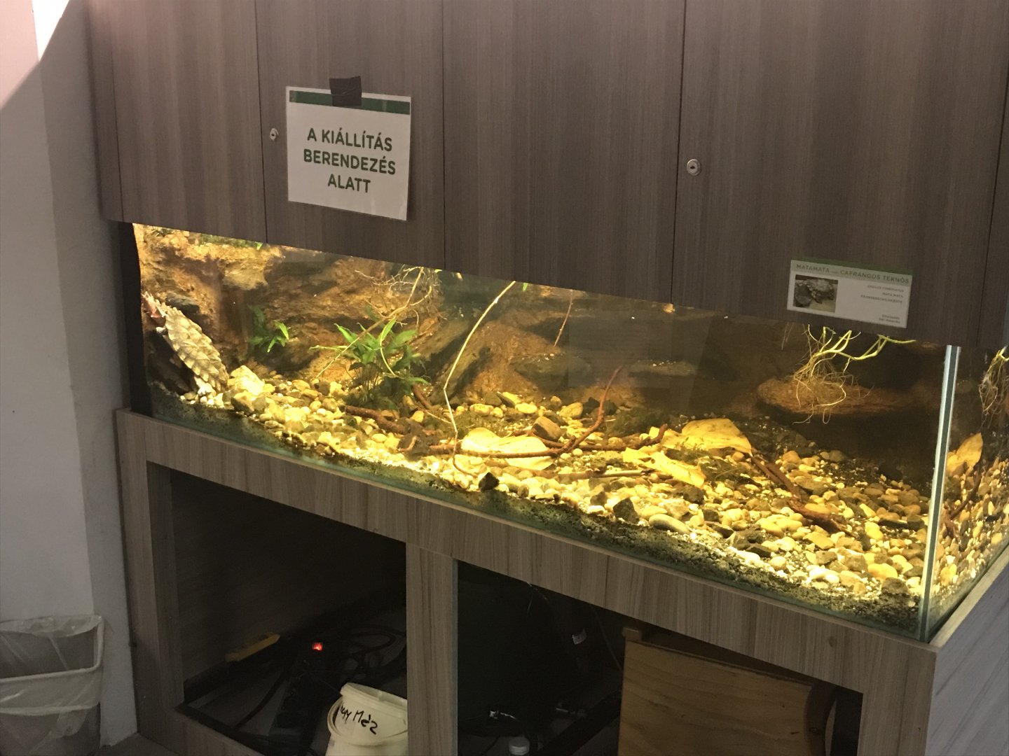 Magic Mountain - Mata mata exhibit 171018