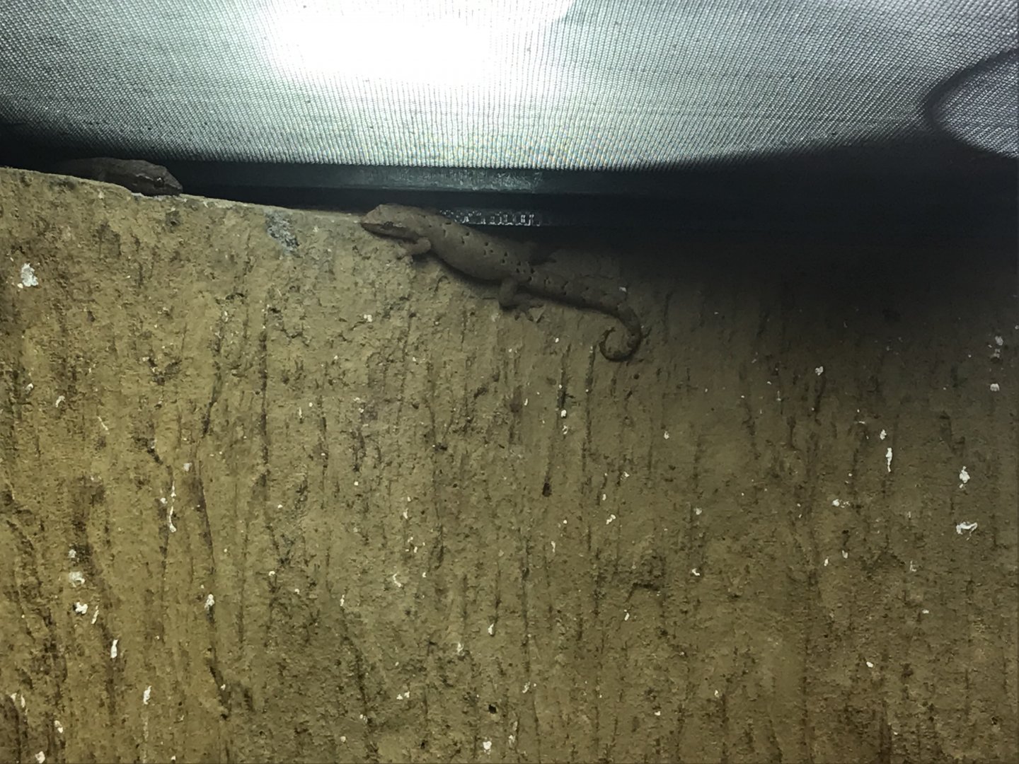 Magic Mountain - Mourning gecko 171018