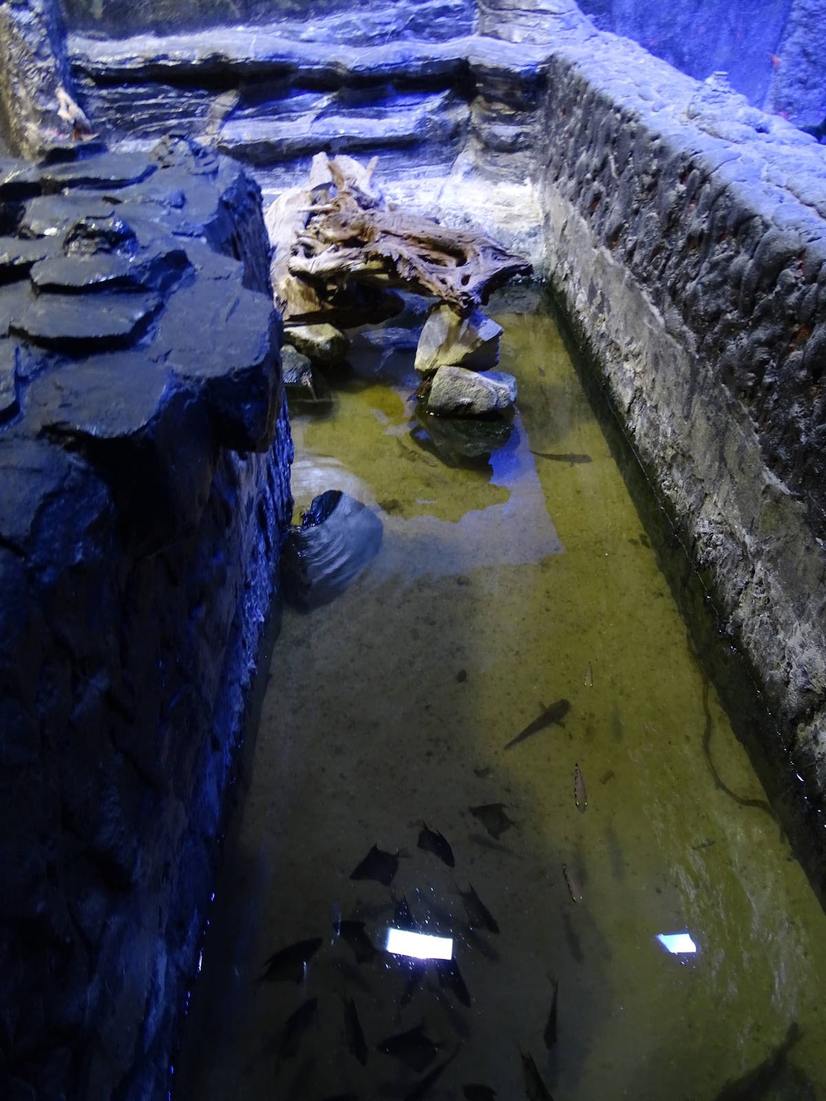 Magic Mountain - mudskipper / archerfish enclosure