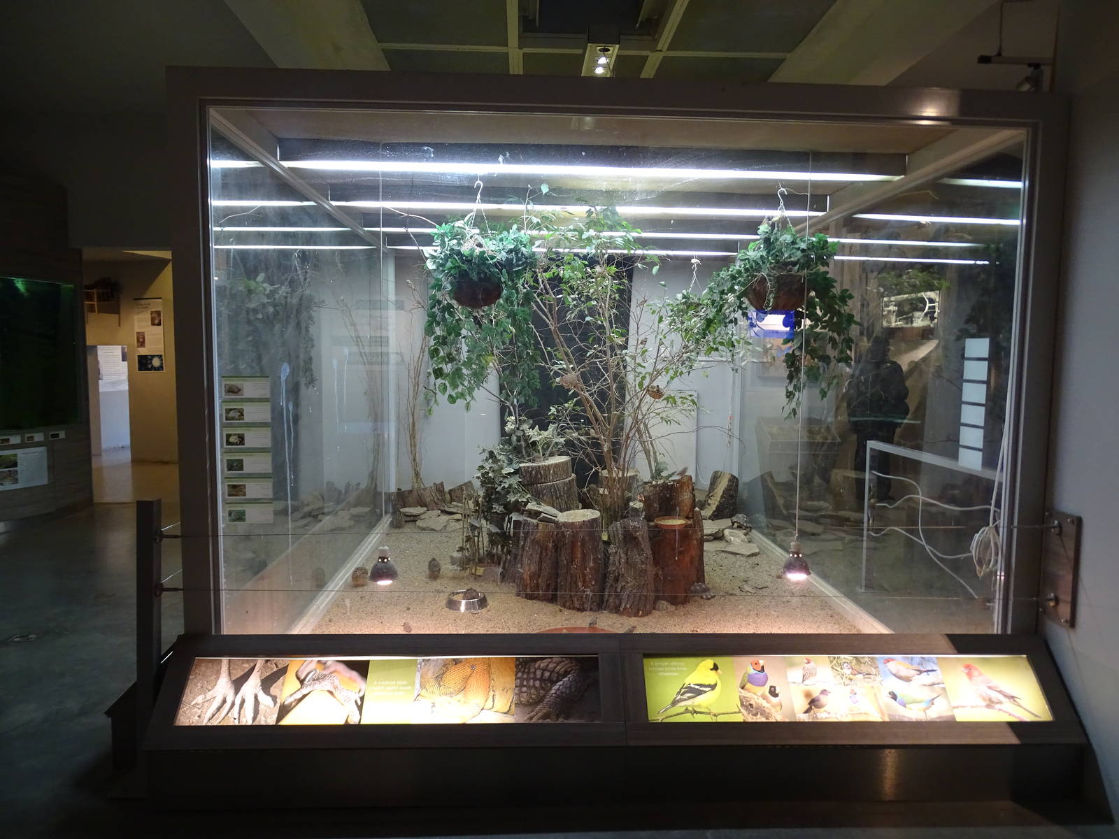 Magic Mountain - Quil, zebra finch and tortoises