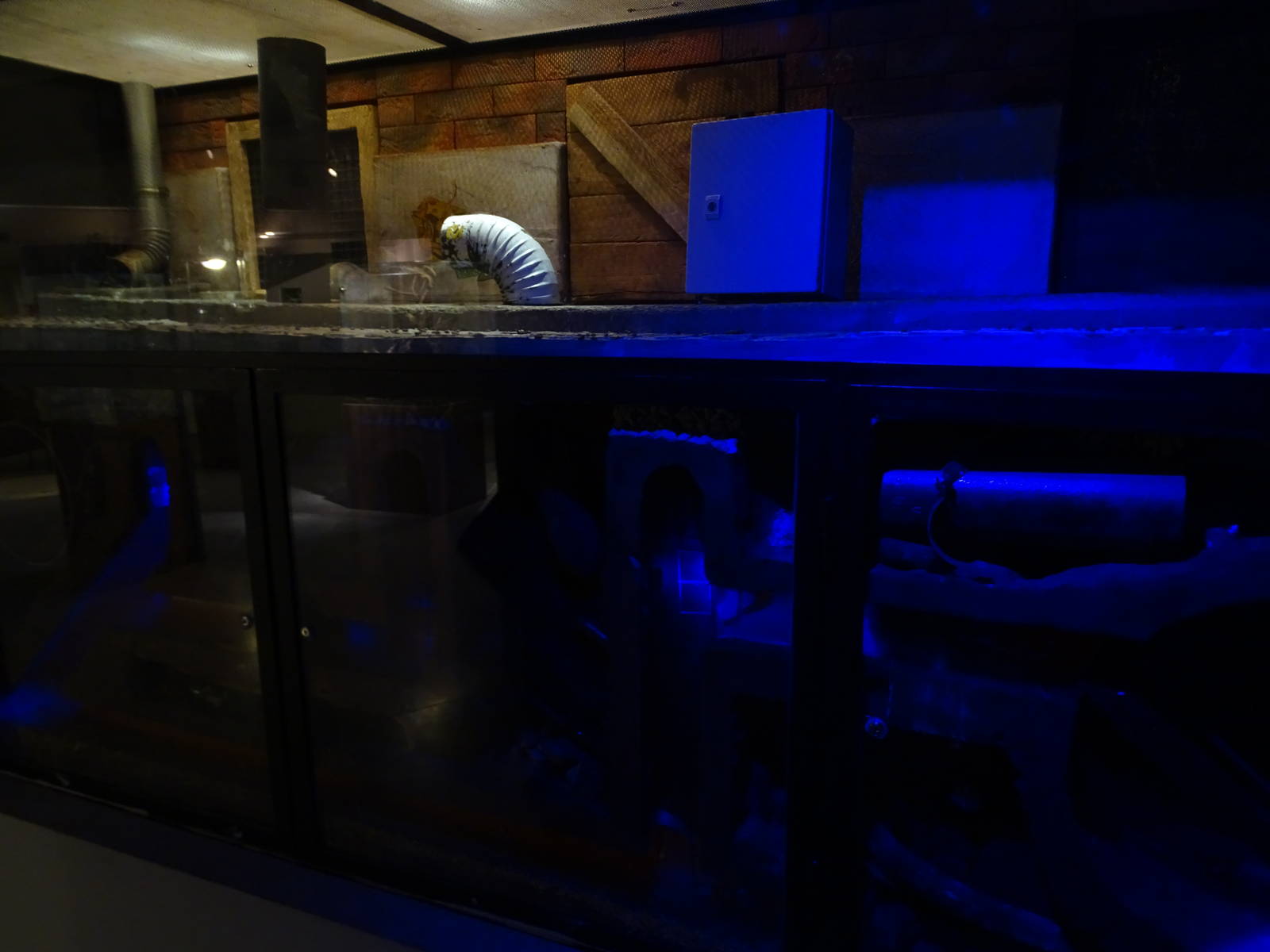 Magic Mountain - Rats