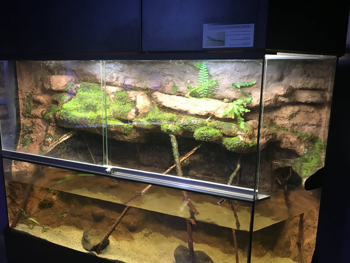 Magic Mountain - Sword-tailed newt exhibit 171018
