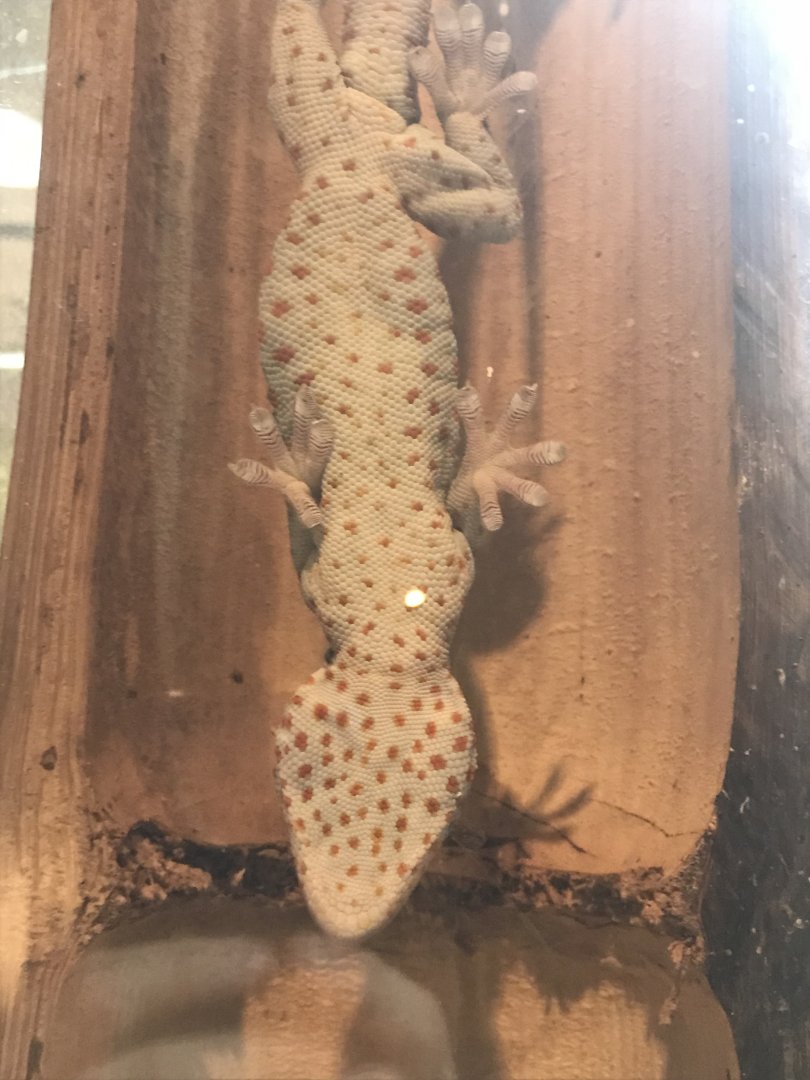 Magic Mountain - Tokay gecko 171018