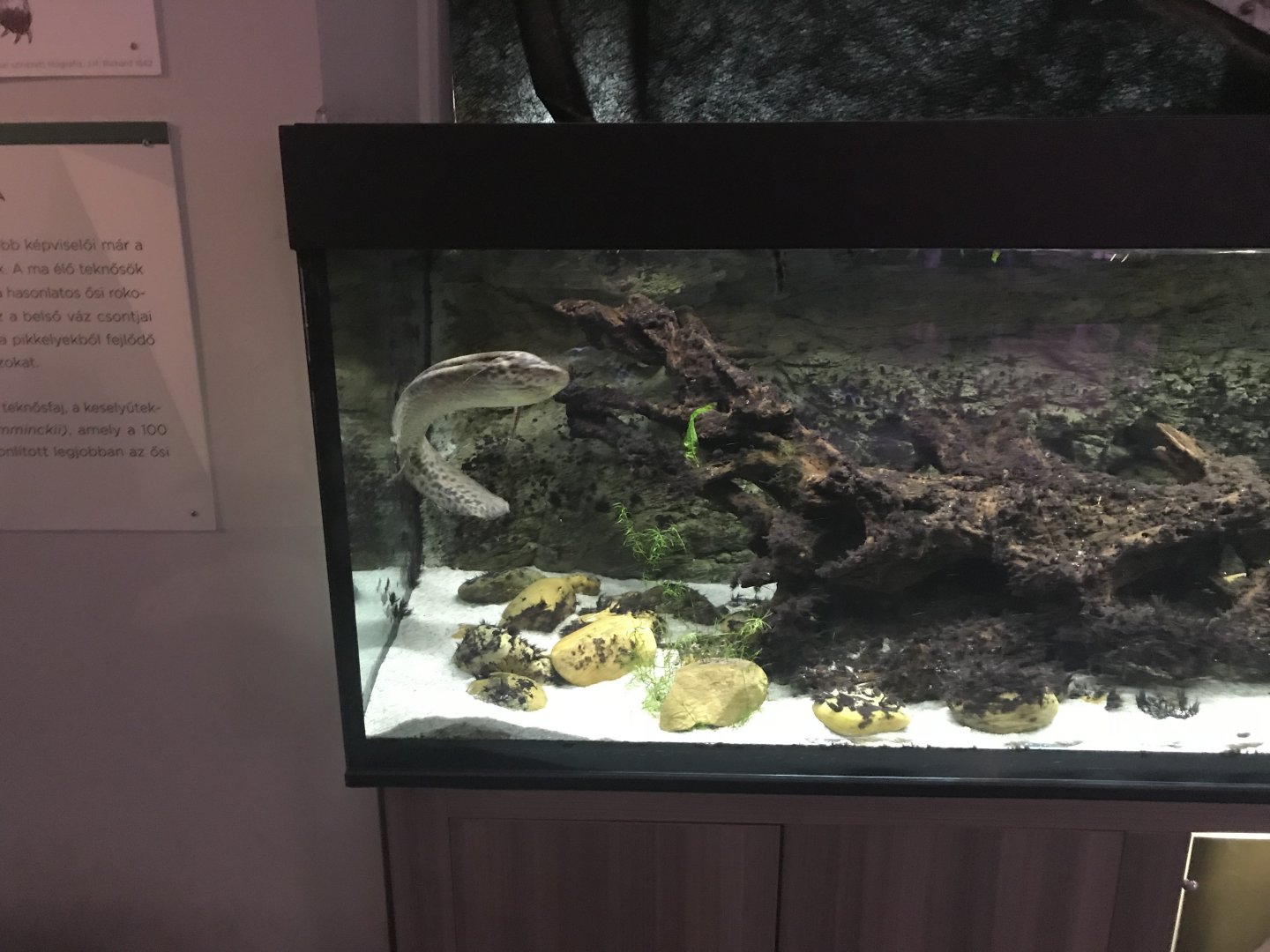 Magic Mountain - West African lungfish 171018