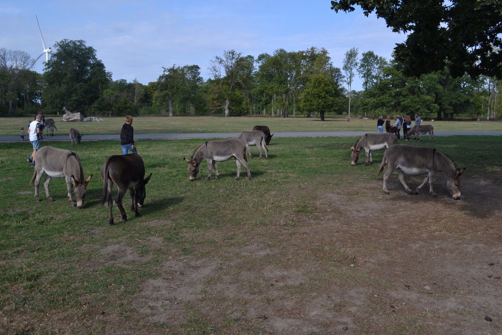 Maglemermarken in Knuthenborg