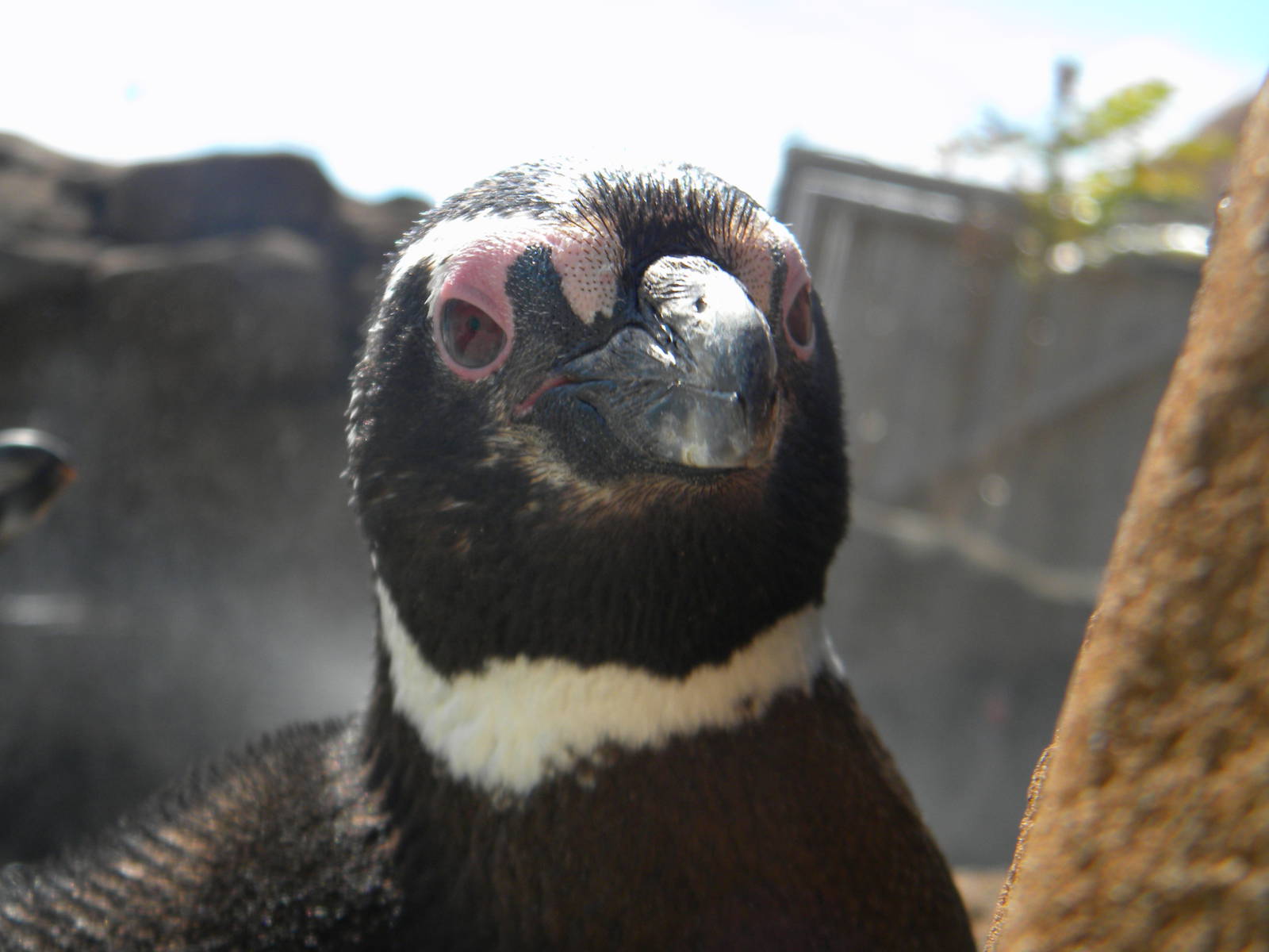 Magnelliac Penguin at Blackpool Zoo 05/08/11