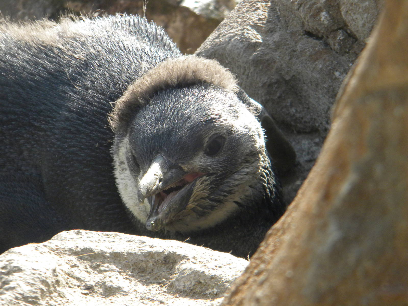 Magnelliac Penguin chick at Blackpool Zoo 08/05/11