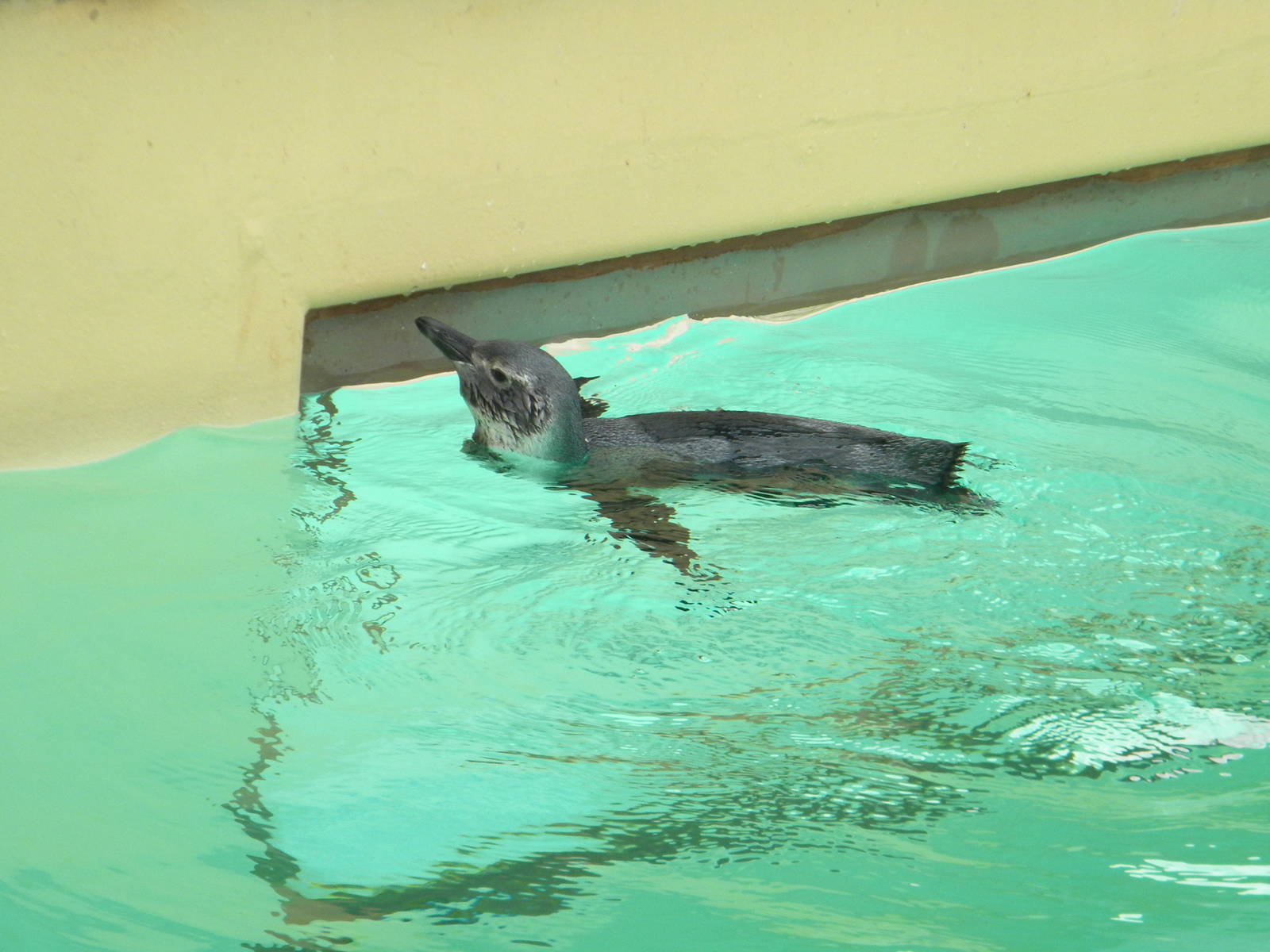 Magnelliac Penguin chick at Blackpool Zoo 21/08/11