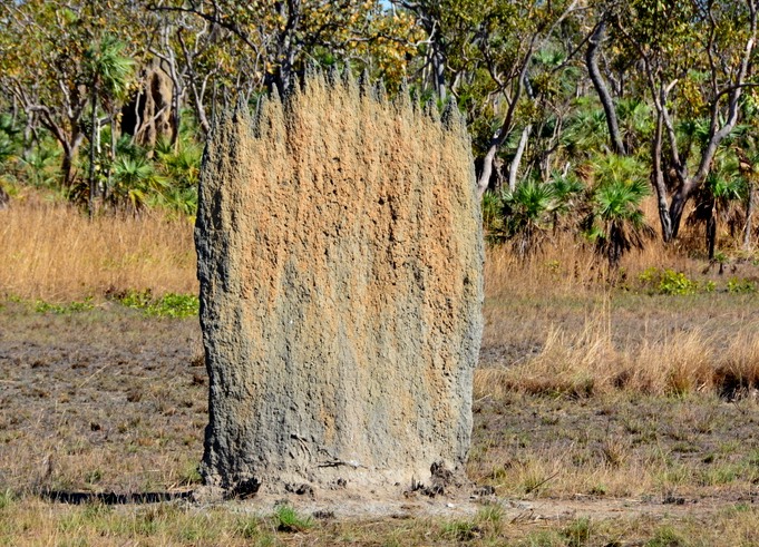 Magnetic termite mound 2.  NT.  Front.