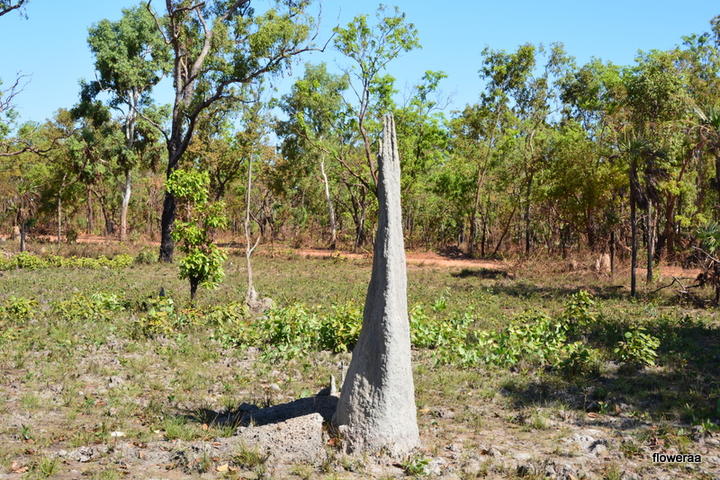 Magnetic termite mound. Side.   NT
