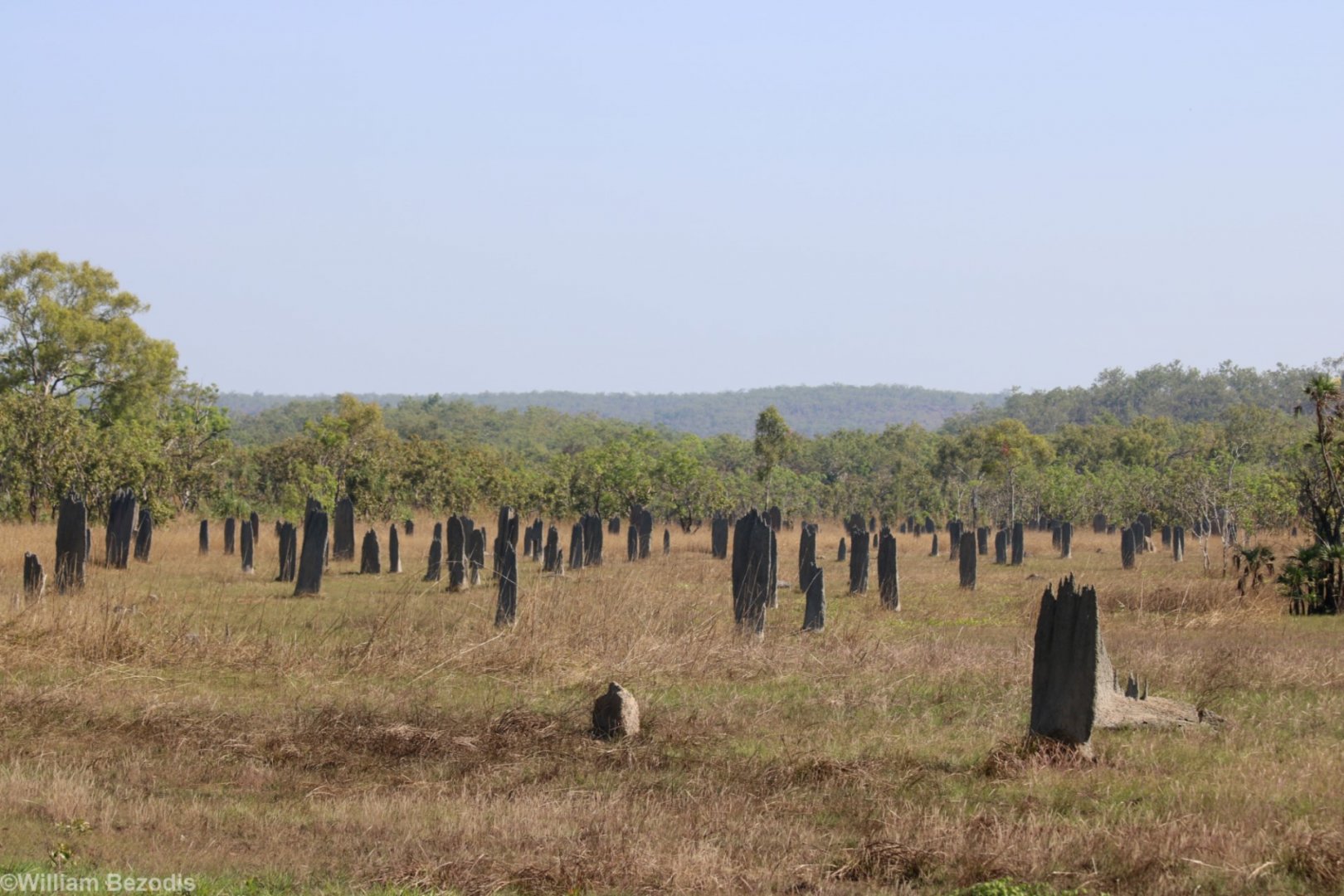 Magnetic Termite Mounds - Litchfield National Park