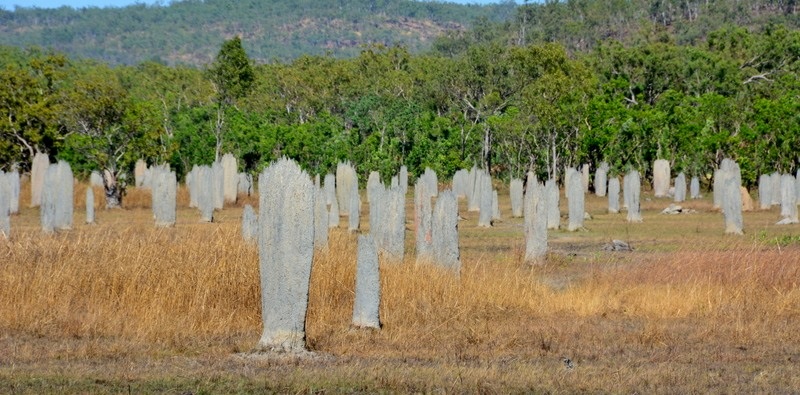 Magnetic termite mounds.  NT