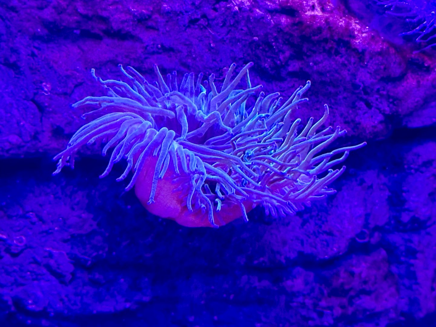 Magnificent anemone (Heteractis magnifica)