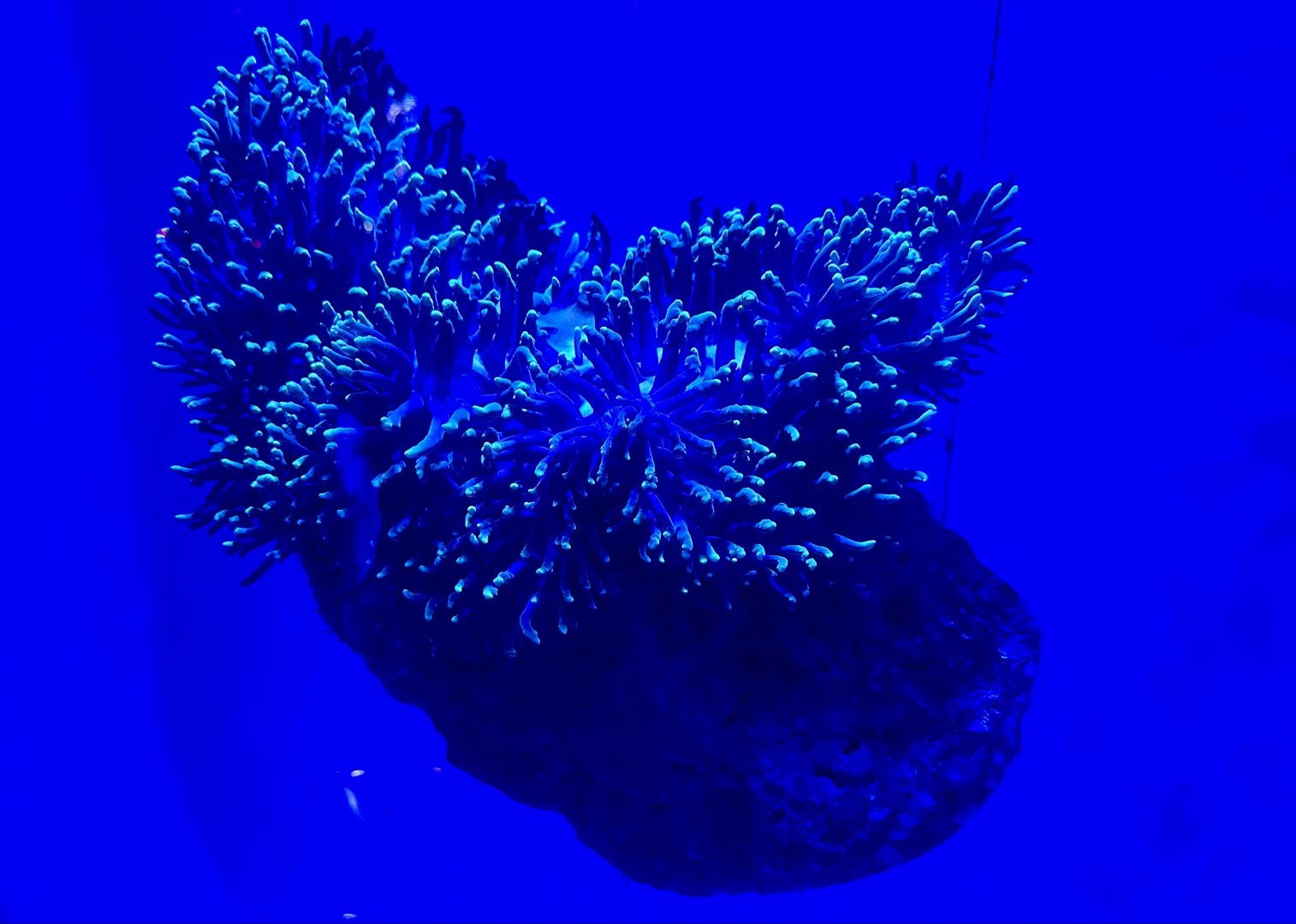 Magnificent anemone (Heteractis magnifica)