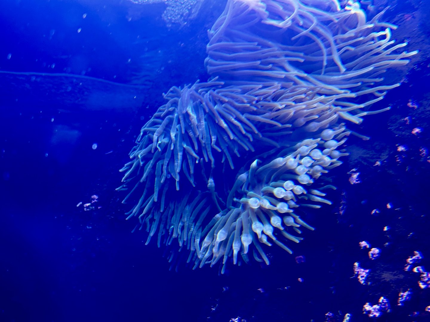 Magnificent anemone (Heteractis magnifica)