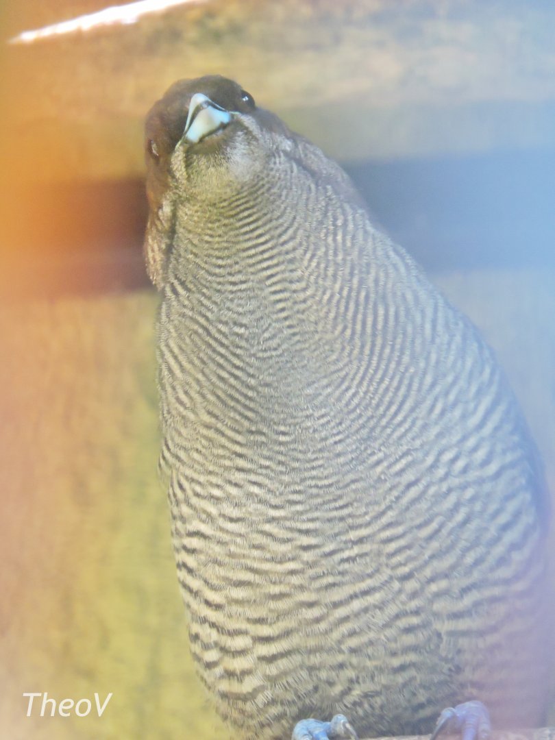 Magnificent bird-of-paradise [2016]