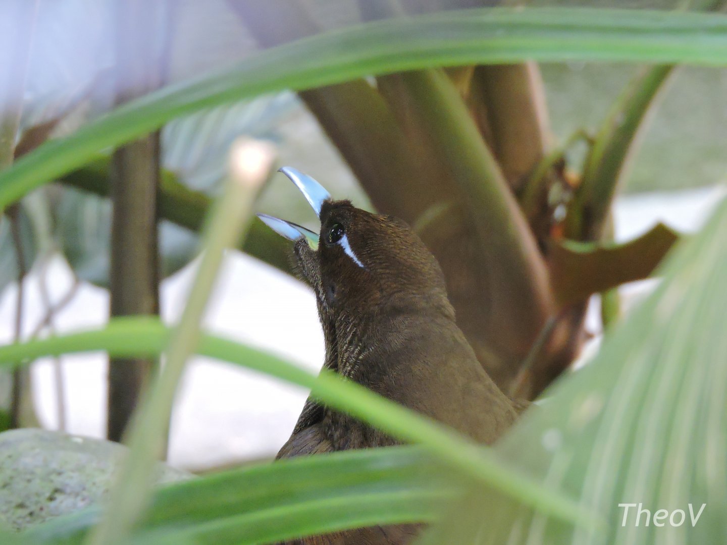 Magnificent bird-of-paradise [2016]