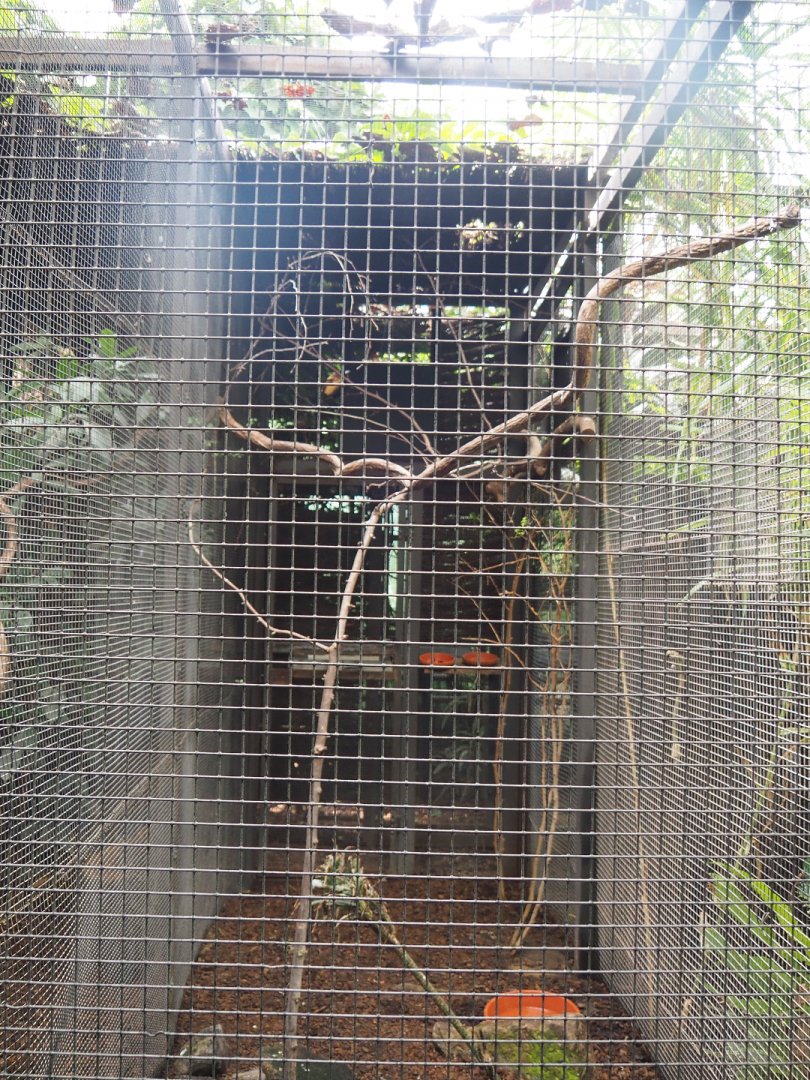 Magnificent bird-of-paradise aviary, 2022-06-28