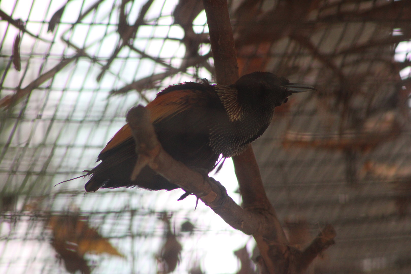 Magnificent Bird-of-Paradise (Cicinnurus magnificus)