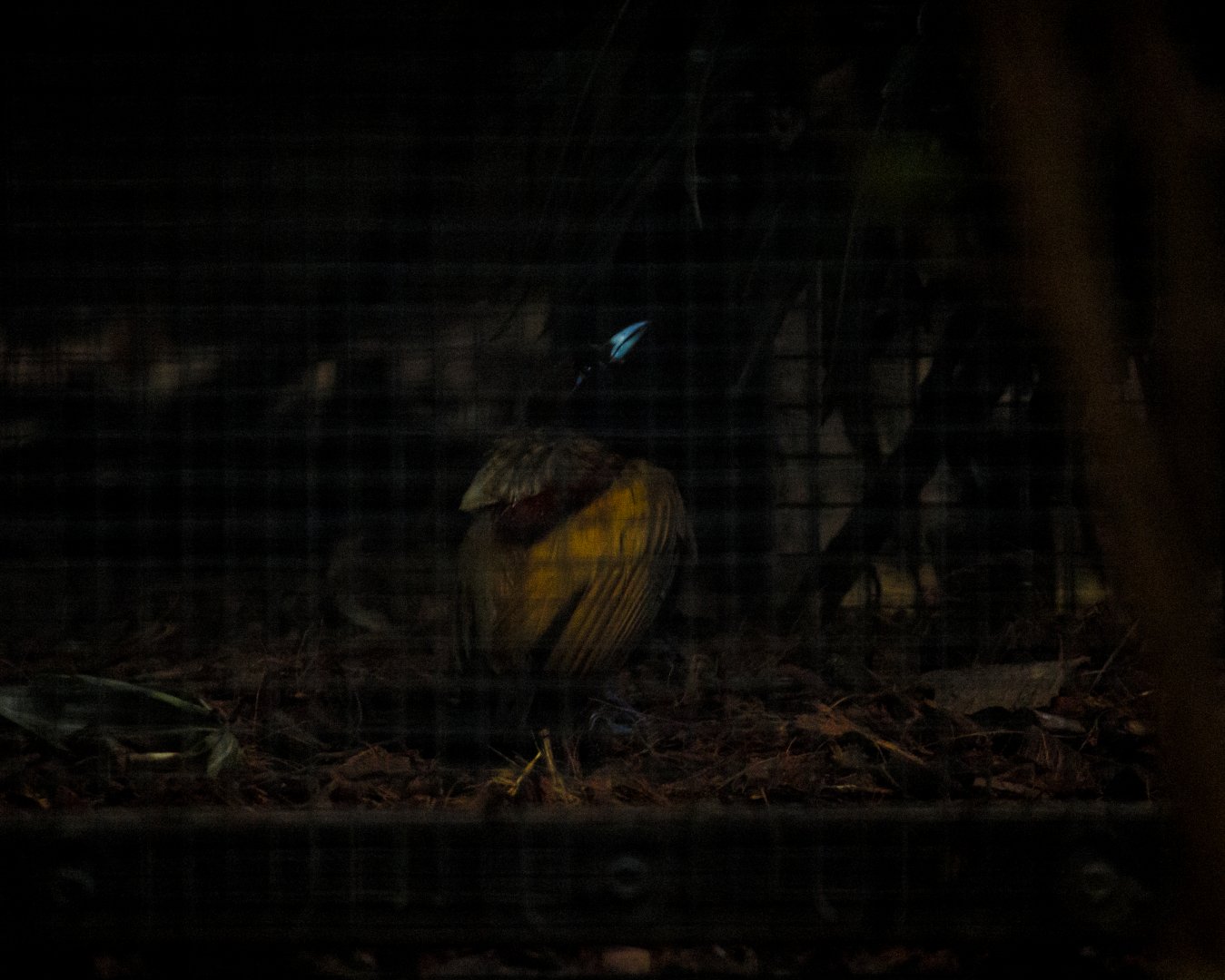 Magnificent bird-of-paradise, Diphyllodes magnificus chrysoptera