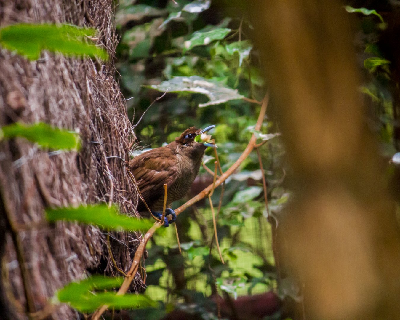 Magnificent bird-of-paradise, Diphyllodes magnificus chrysoptera