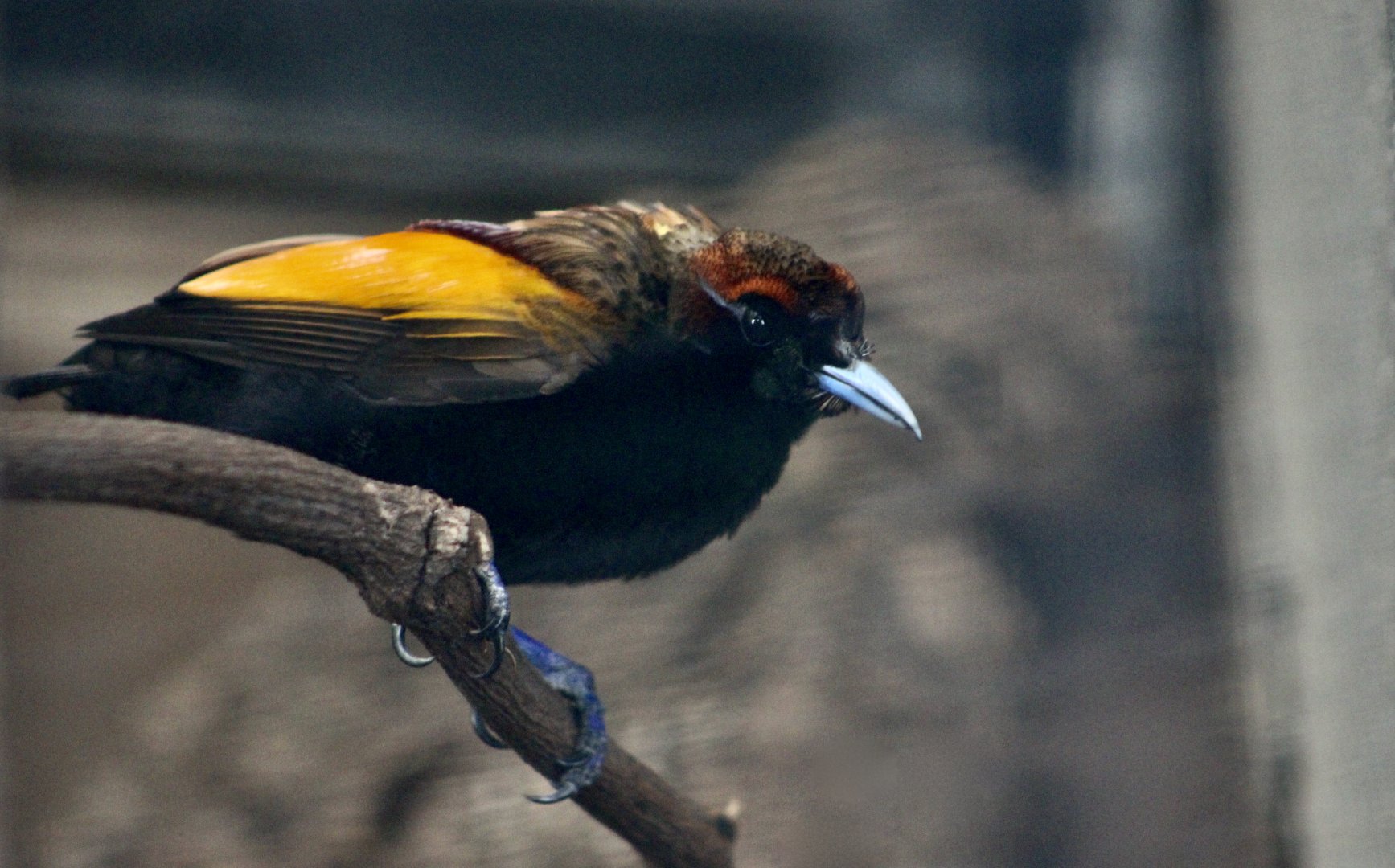 Magnificent Bird-of-Paradise (Diphyllodes magnificus) male