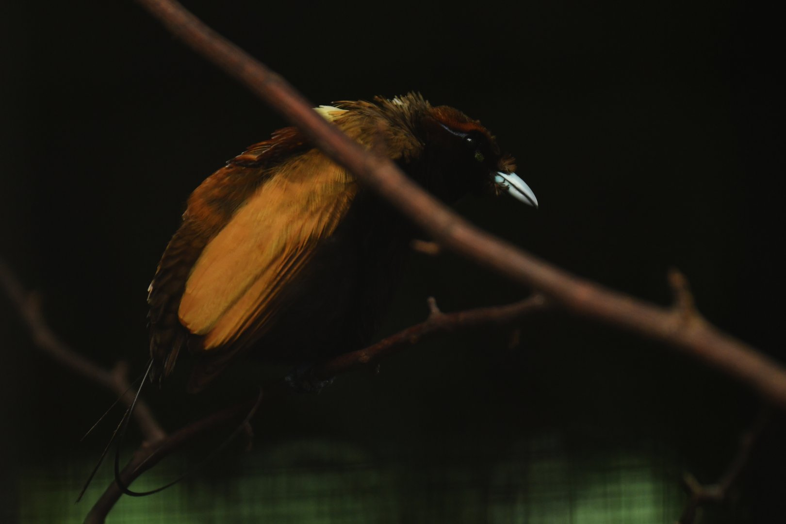 Magnificent Bird-of-paradise Diphyllodes magnificus