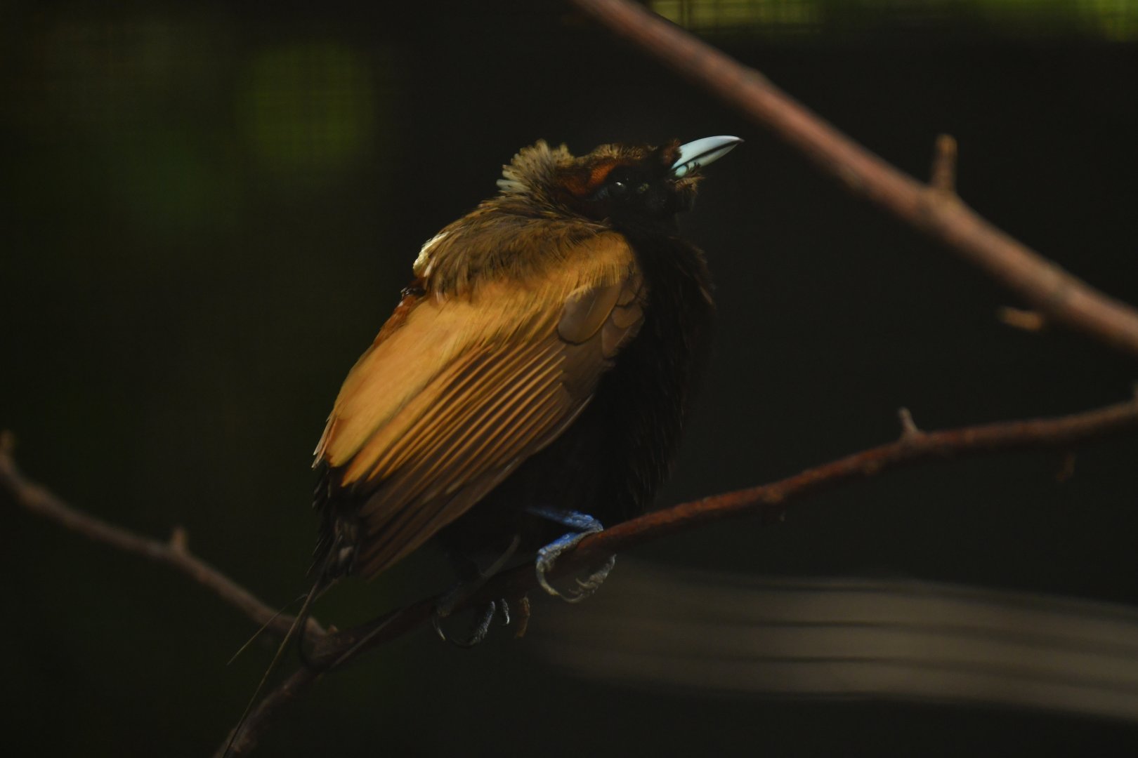 Magnificent Bird-of-paradise Diphyllodes magnificus