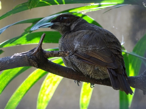 Magnificent bird-of-paradise female