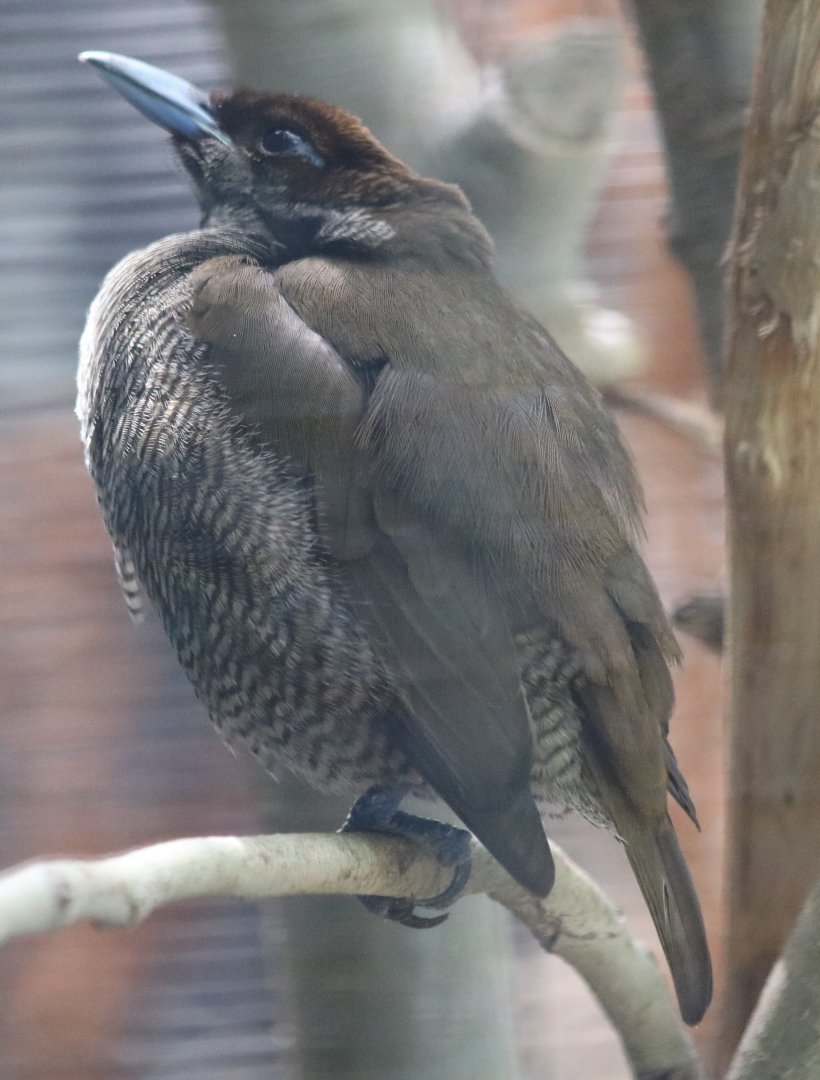 Magnificent Bird of Paradise Female