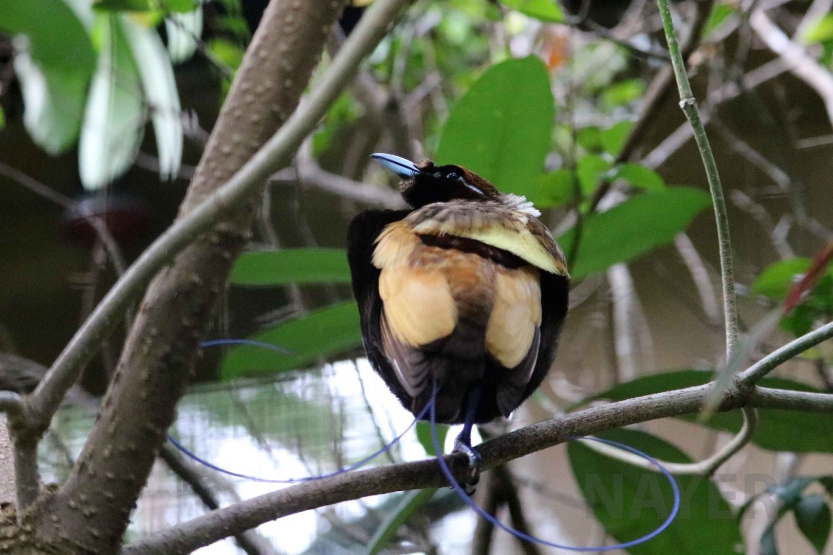 Magnificent bird-of-paradise, June 2016