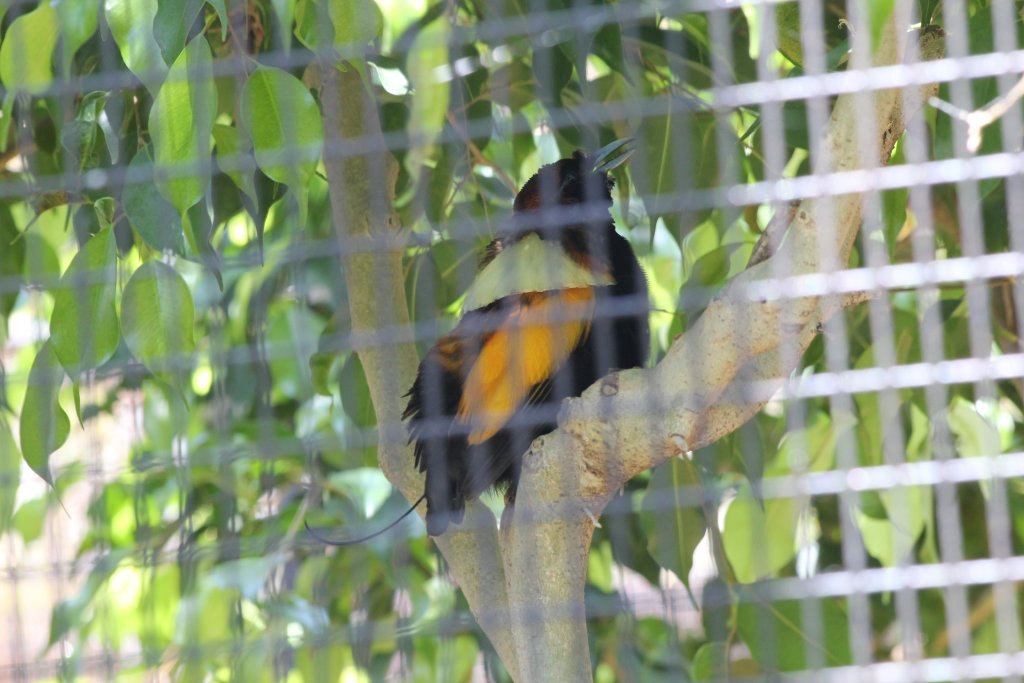 Magnificent Bird of Paradise male vocalising