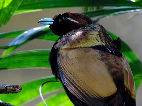 Magnificent bird-of-paradise male