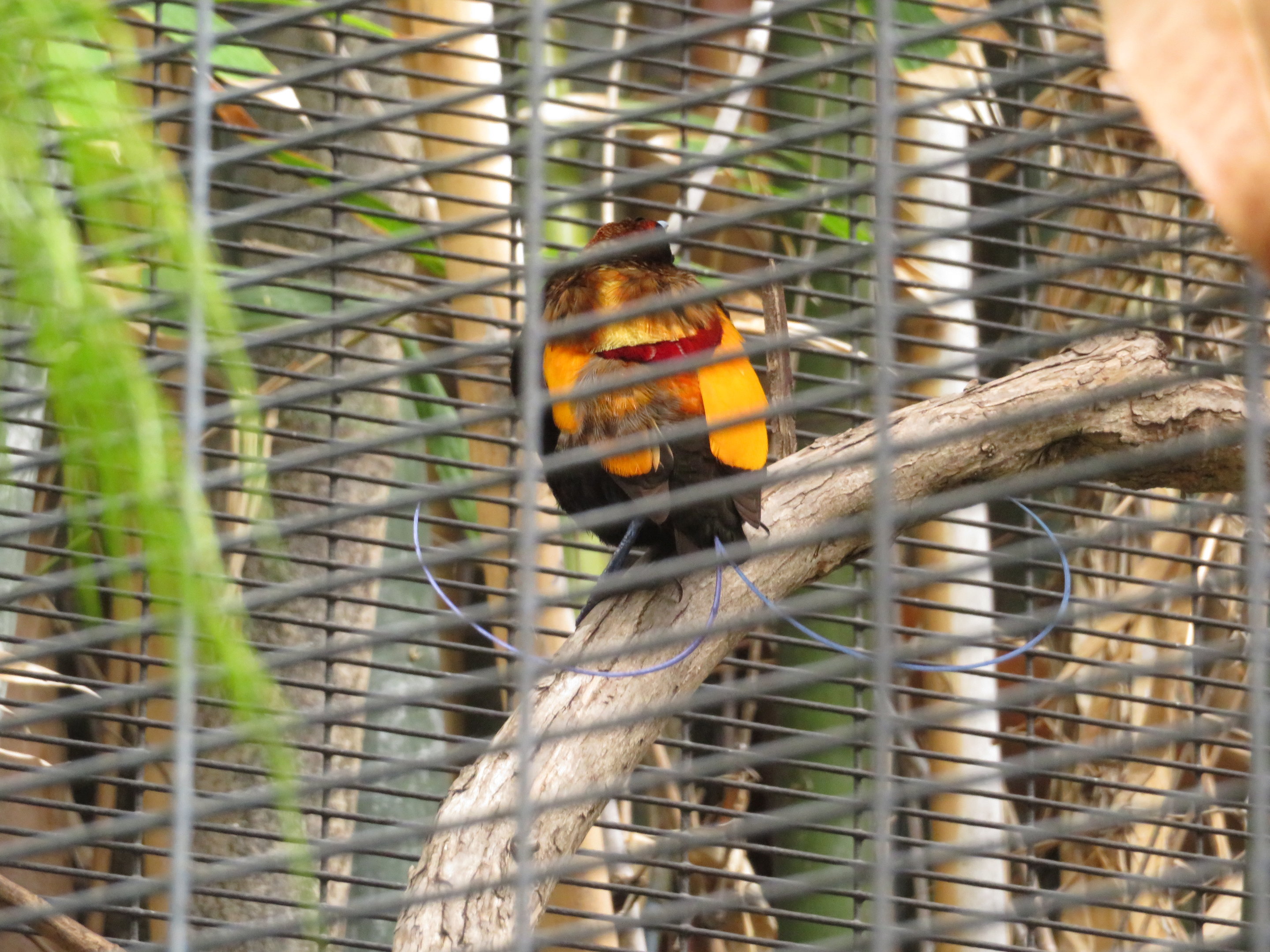 Magnificent Bird-of-Paradise (Male)