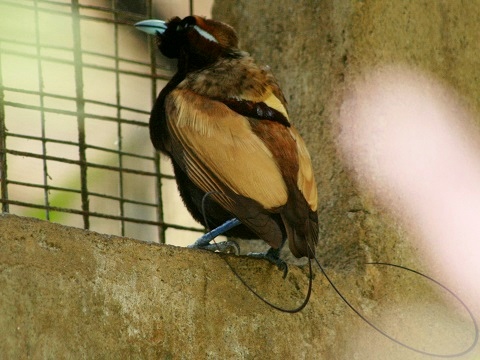 Magnificent Bird-of-paradise