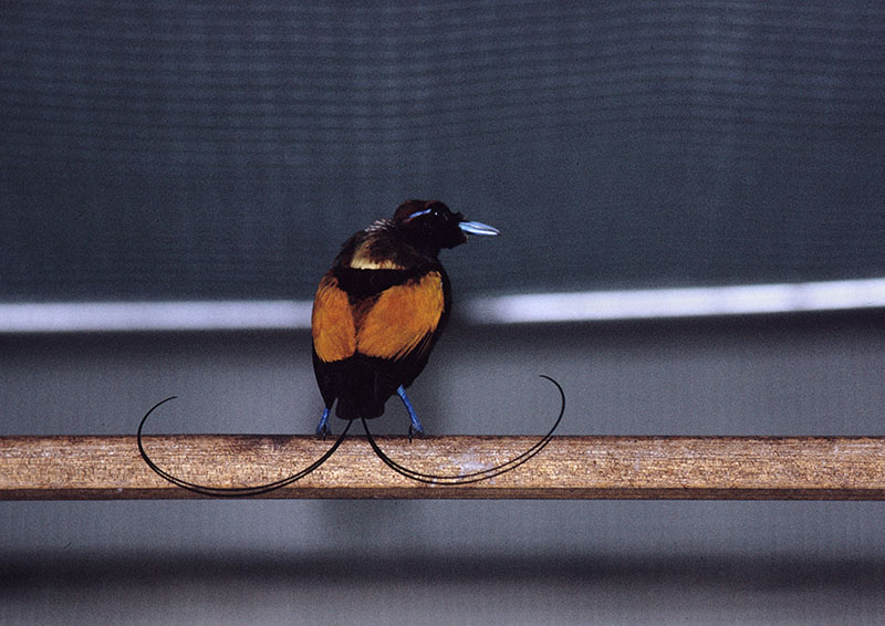 Magnificent bird of paradise