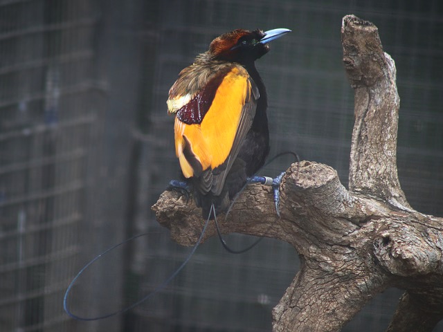 Magnificent Bird-of-paradise