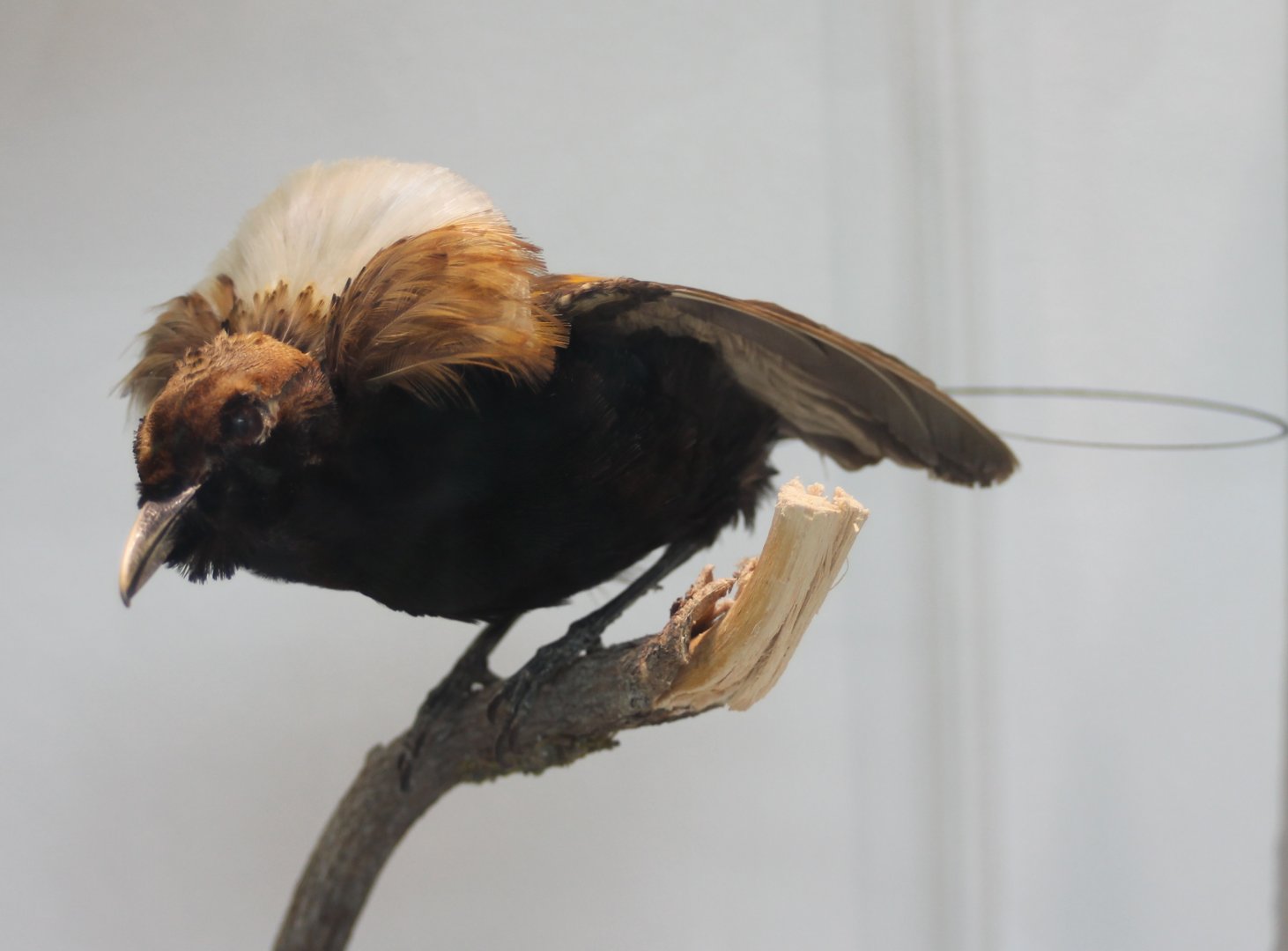 Magnificent bird of paradise