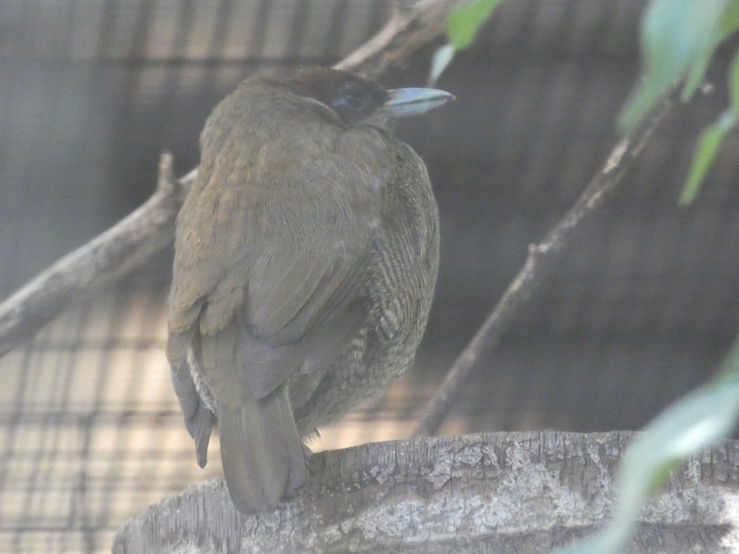 Magnificent Bird-of-Paradise