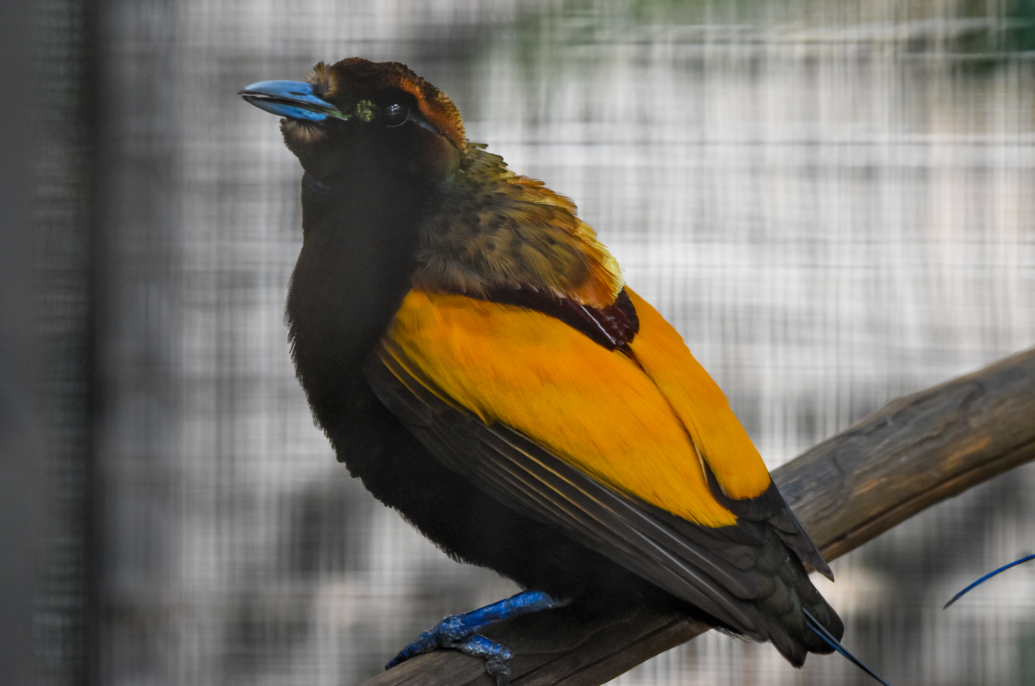 Magnificent Bird-of-Paradise