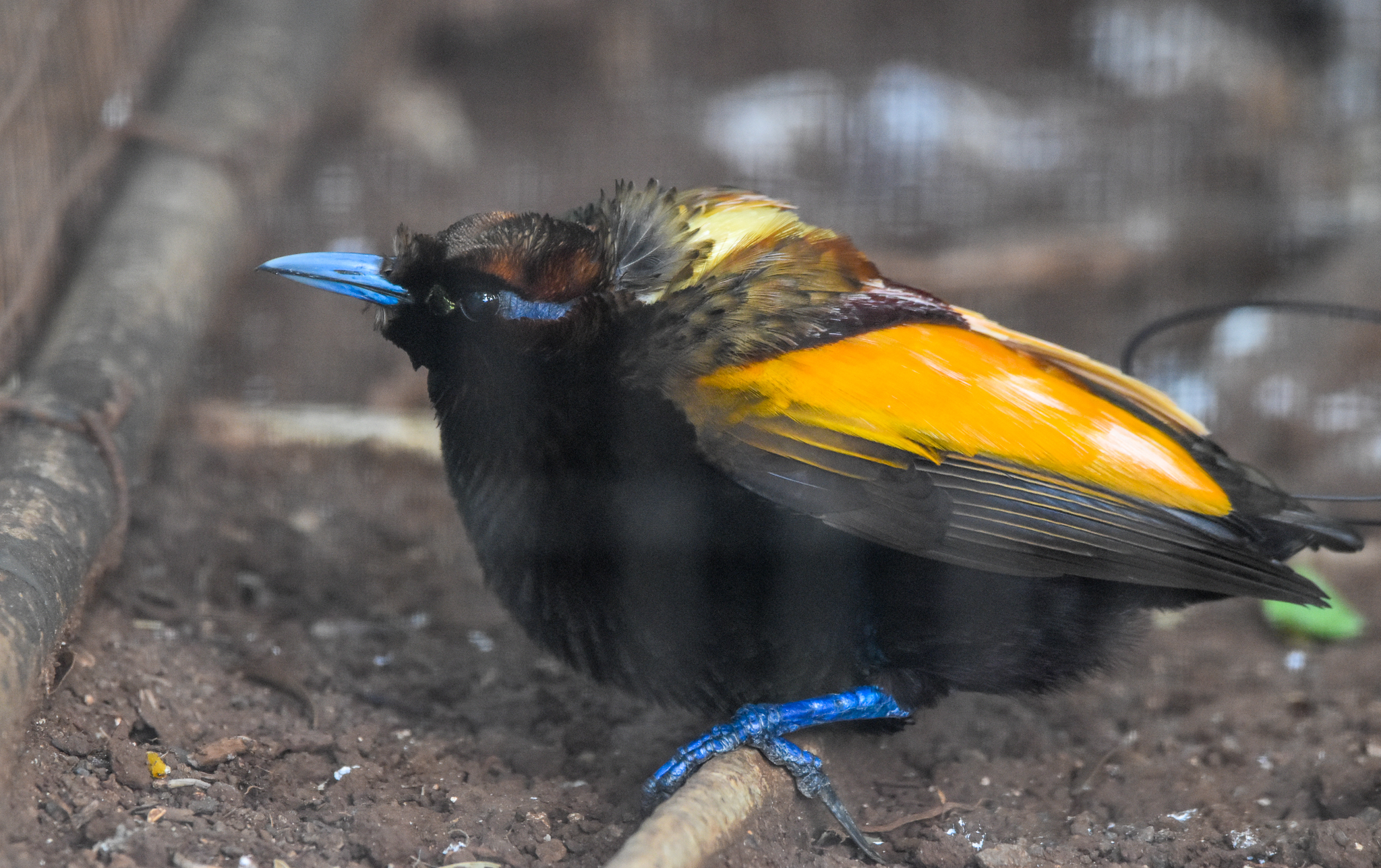 Magnificent Bird-of-Paradise