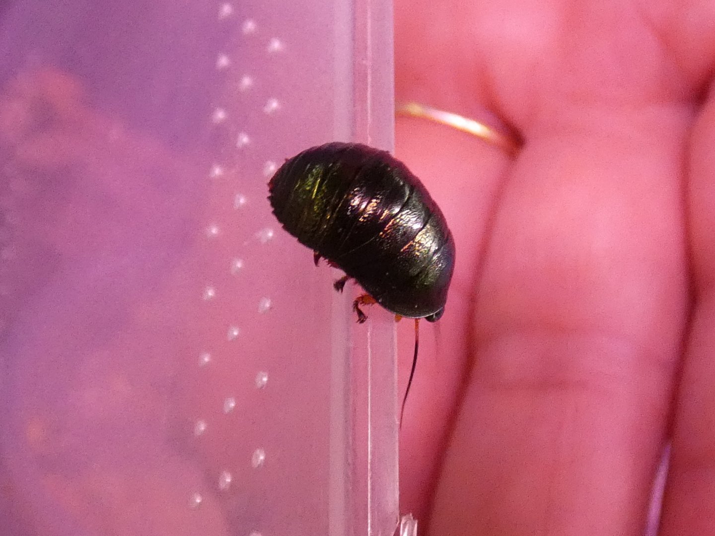 Magnificent emerald roach