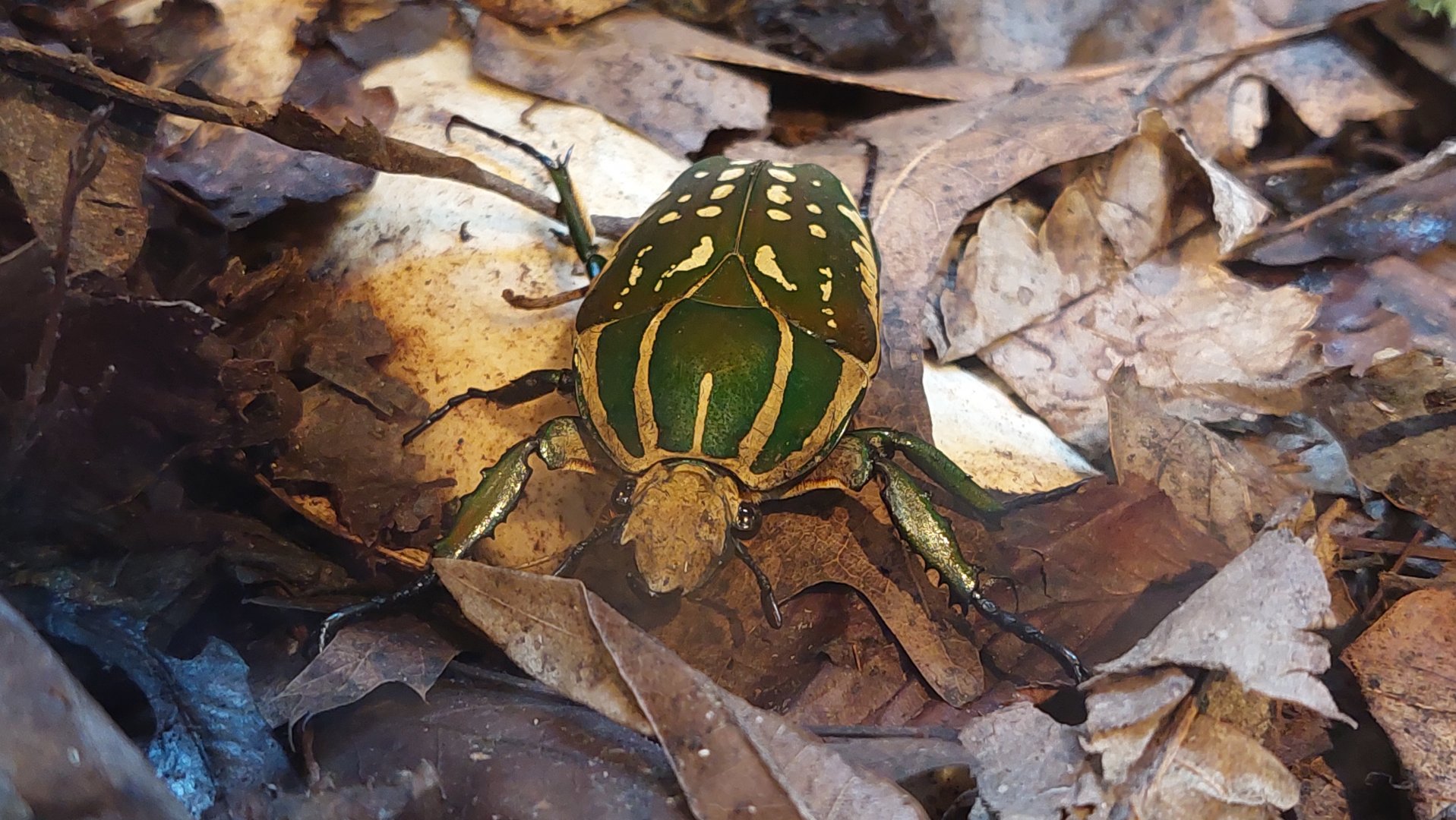Magnificent flower beetle (Chelorrhina polyphemus)