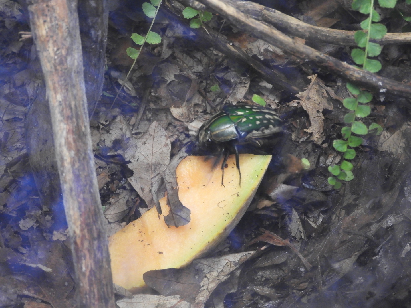 Magnificent Flower Beetle (Mecynorhina polyphemus)