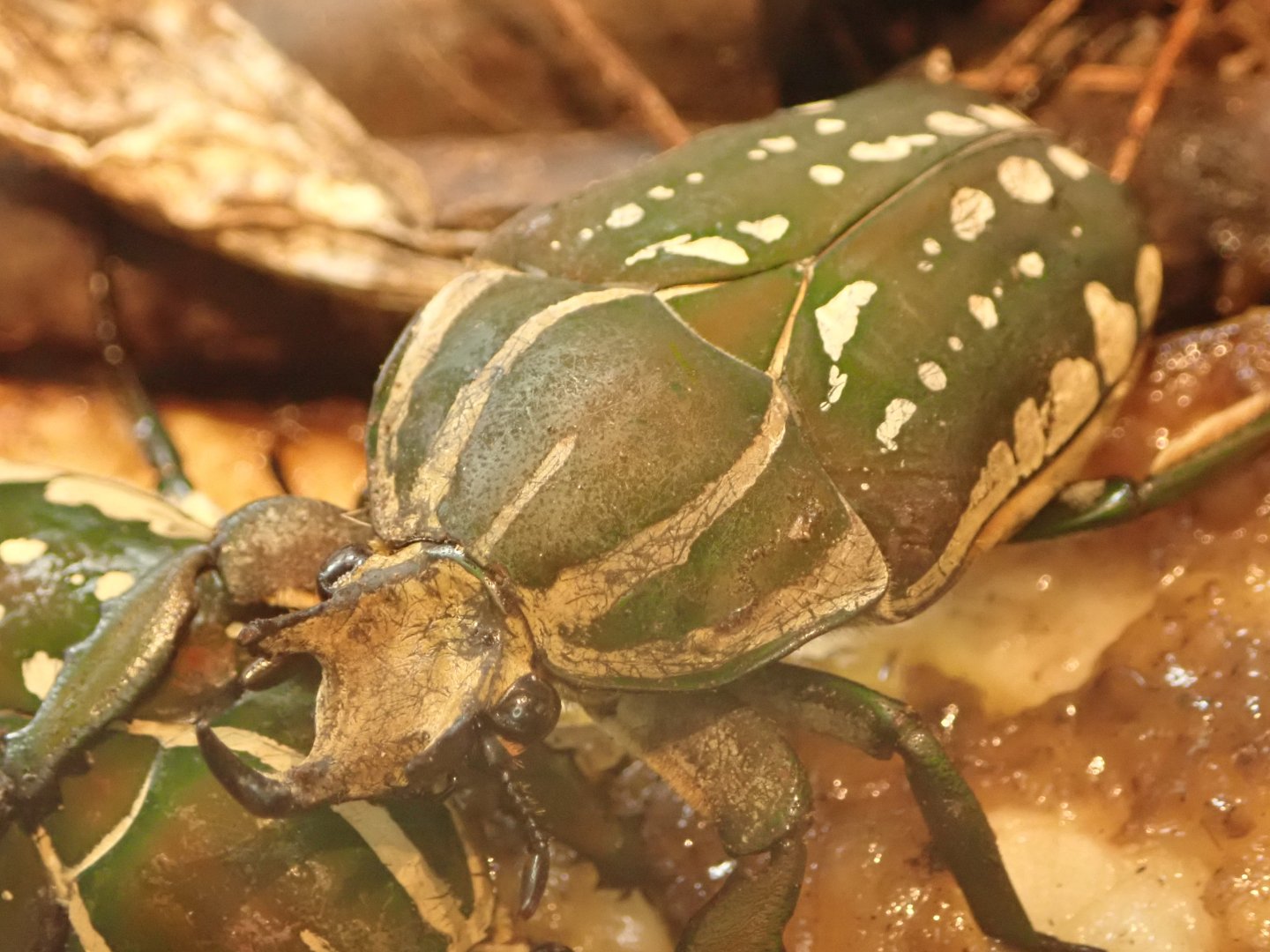 Magnificent flower beetle