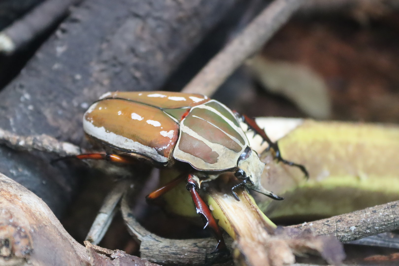Magnificent Flower Beetle