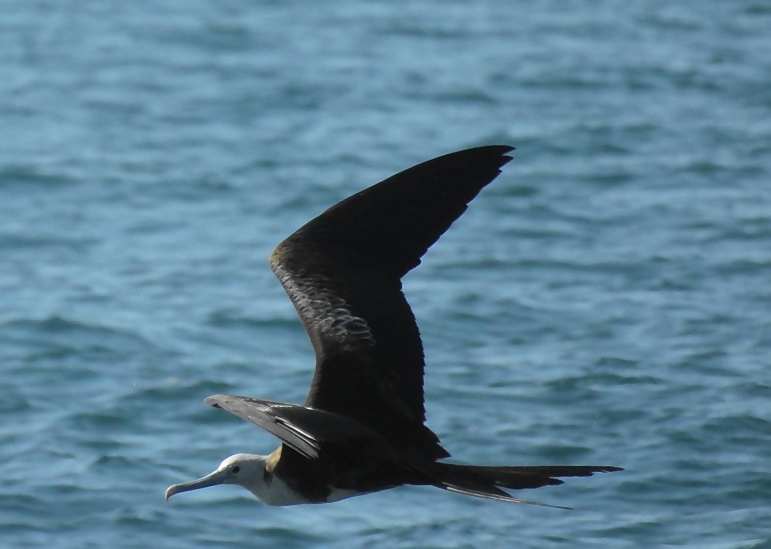 Magnificent Friagetbird